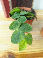 Rhaphidophora tenuis SILVER