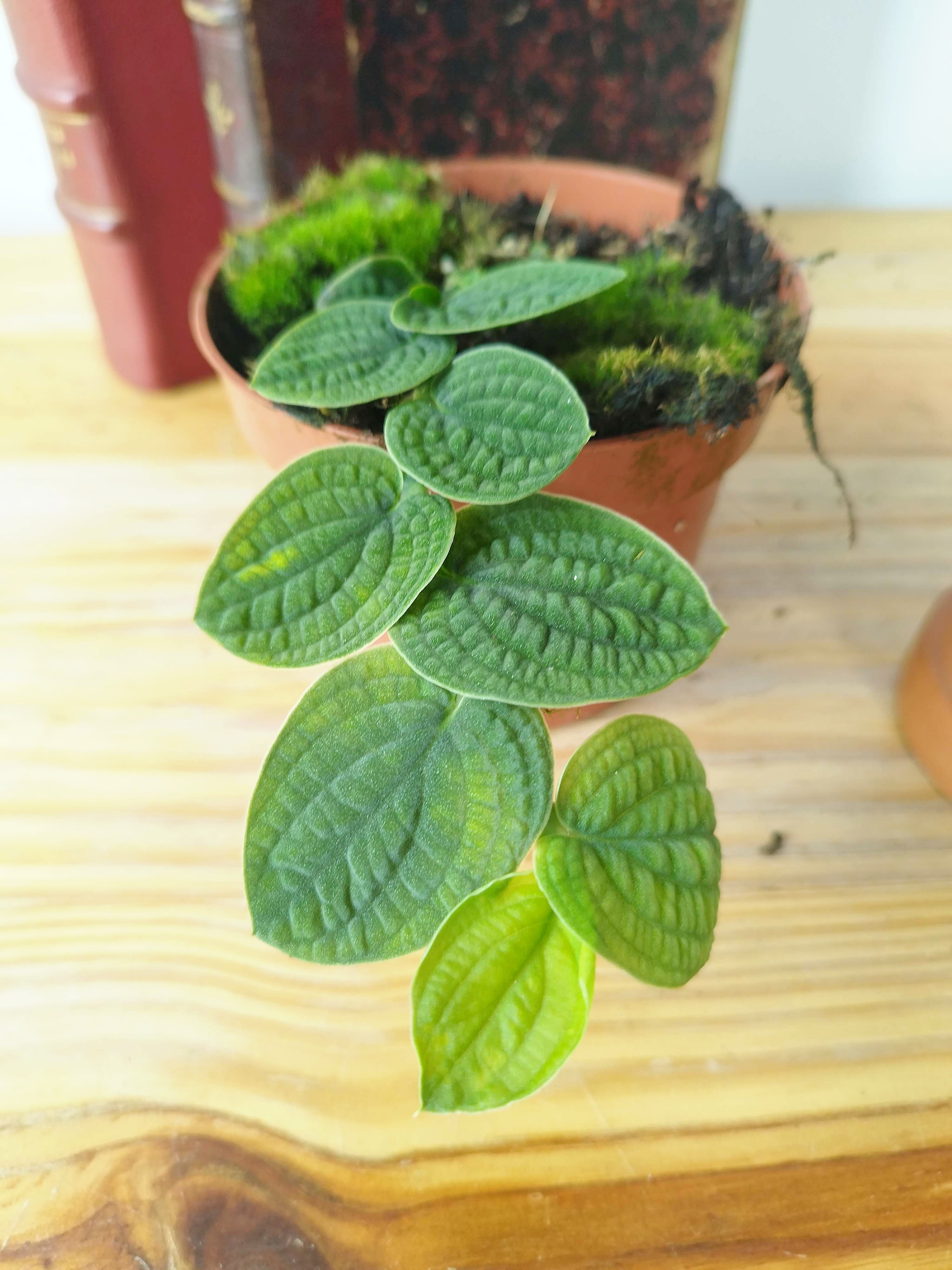 Rhaphidophora tenuis SILVER