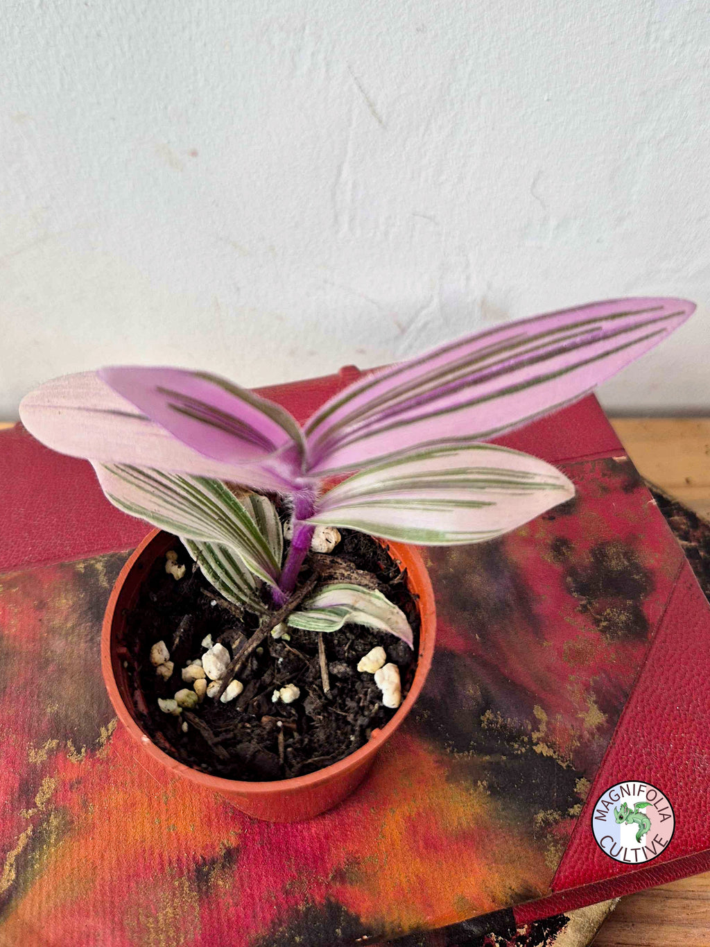 Tradescantia cerinthoides 'Pink Furry'