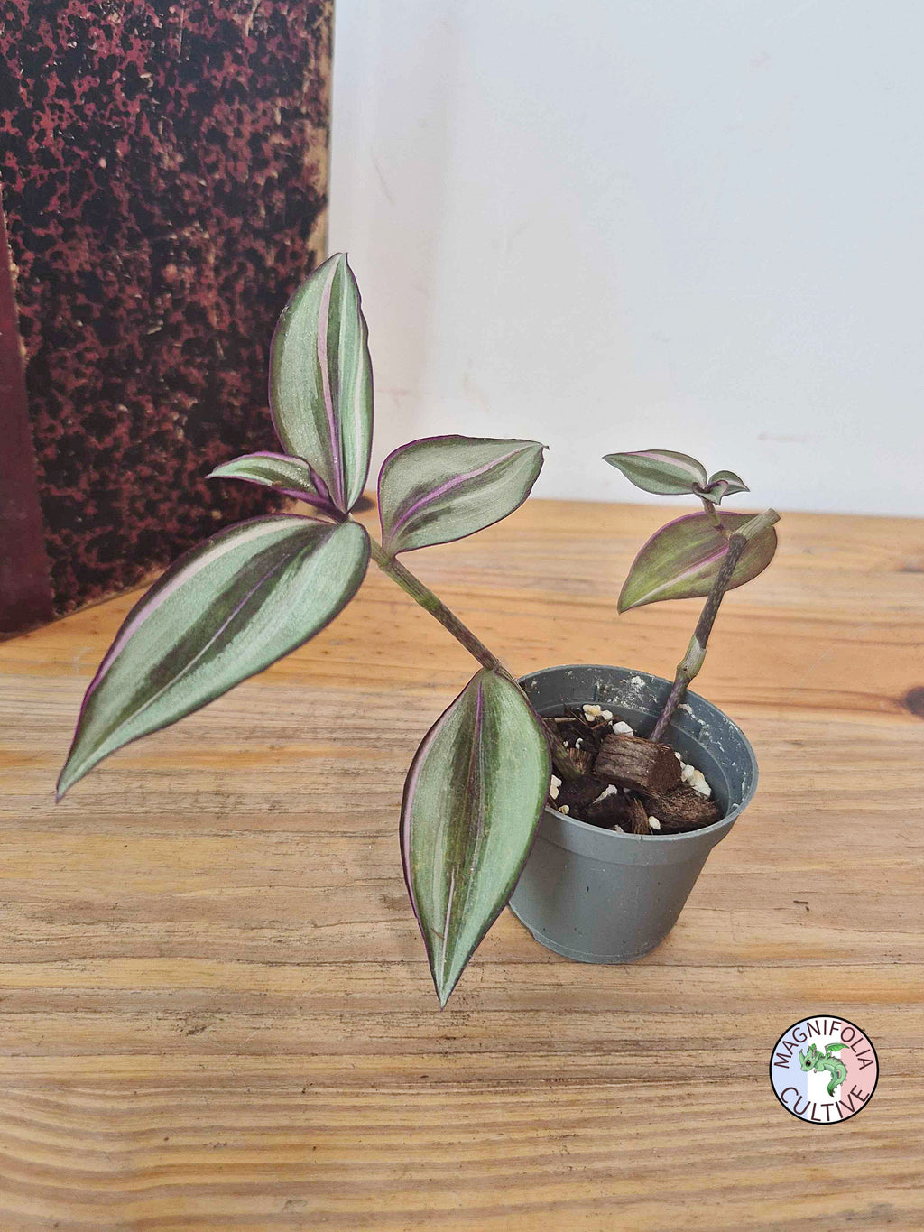 Tradescantia zebrina 'Quadricolor'