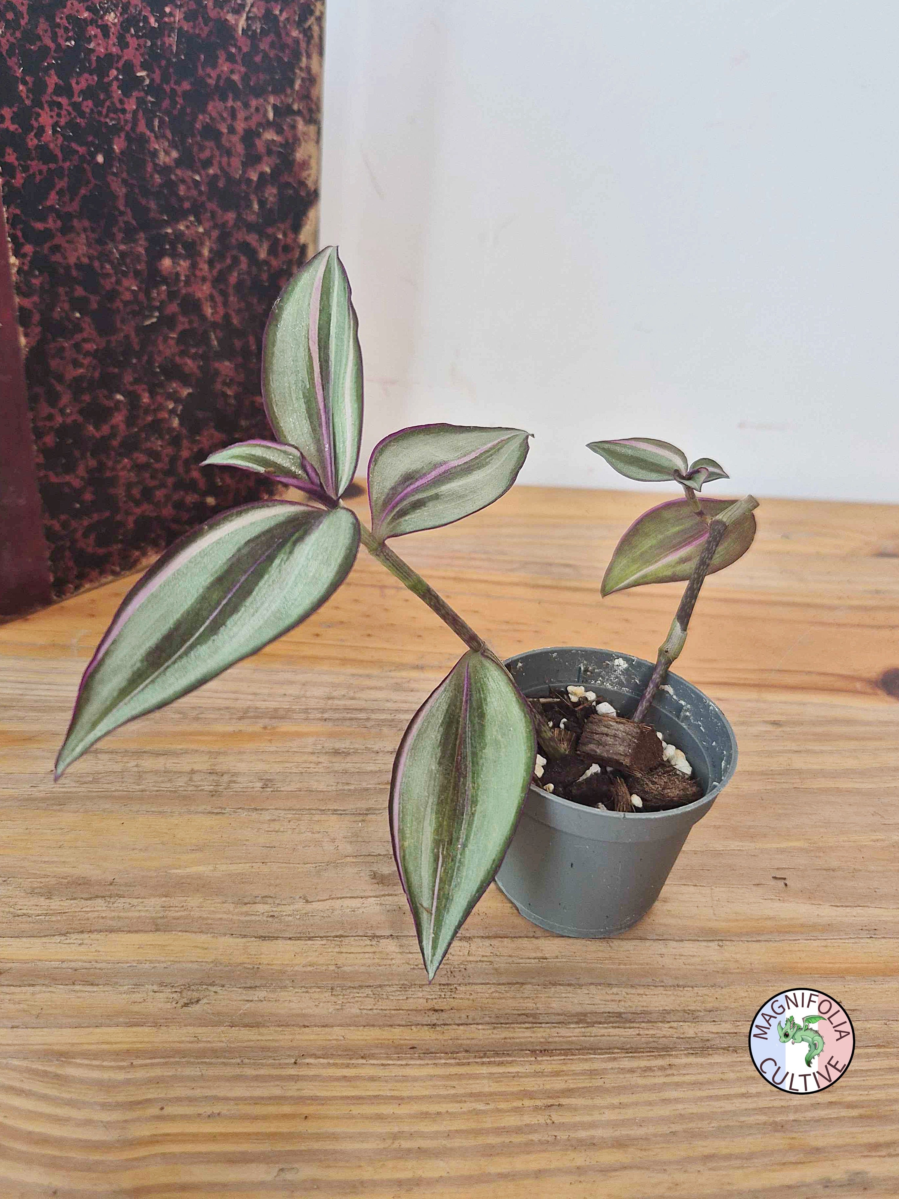 Tradescantia zebrina 'Quadricolor'