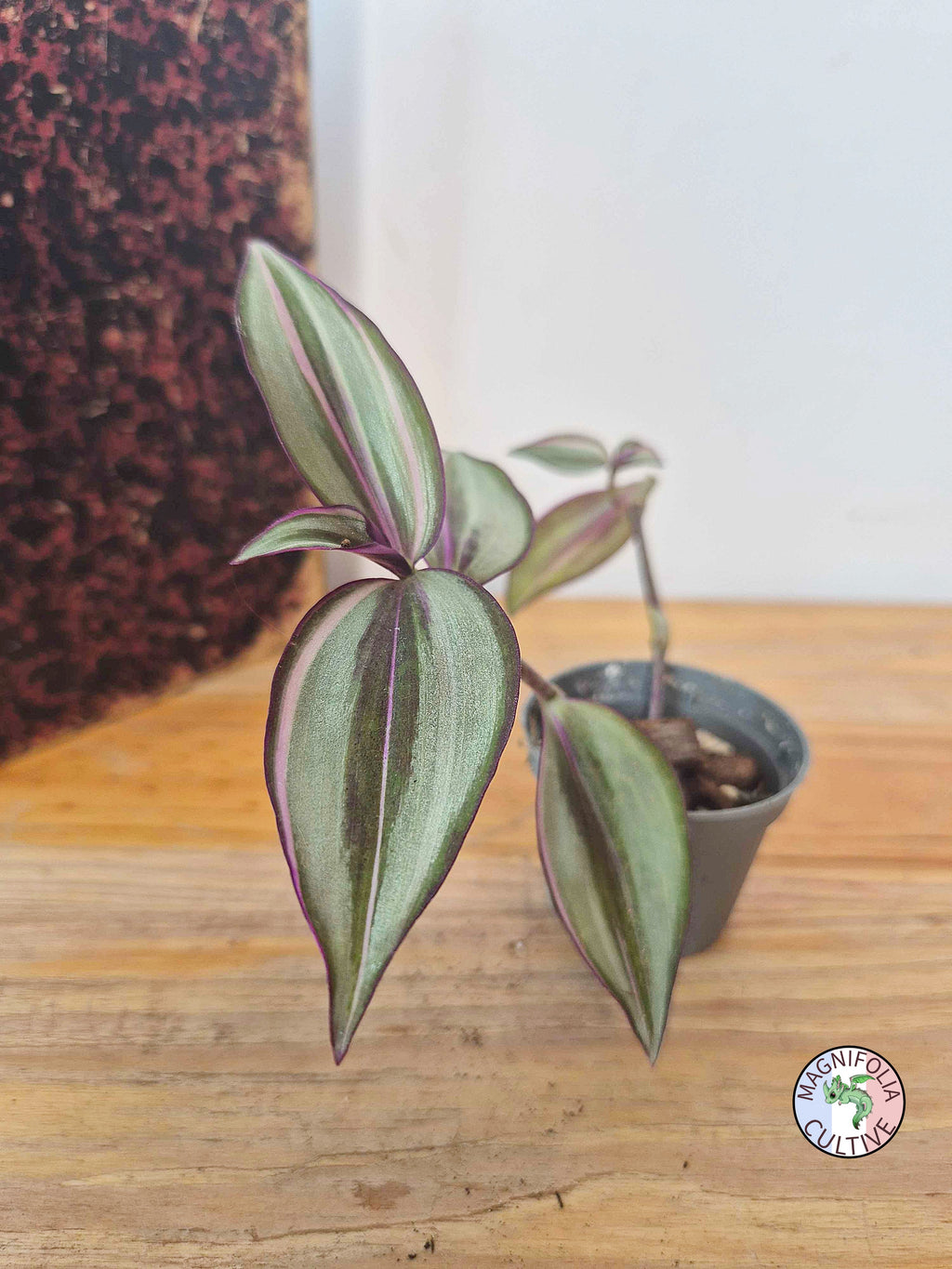 Tradescantia zebrina 'Quadricolor'