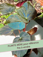 Begonia pavonina - Petite Taille