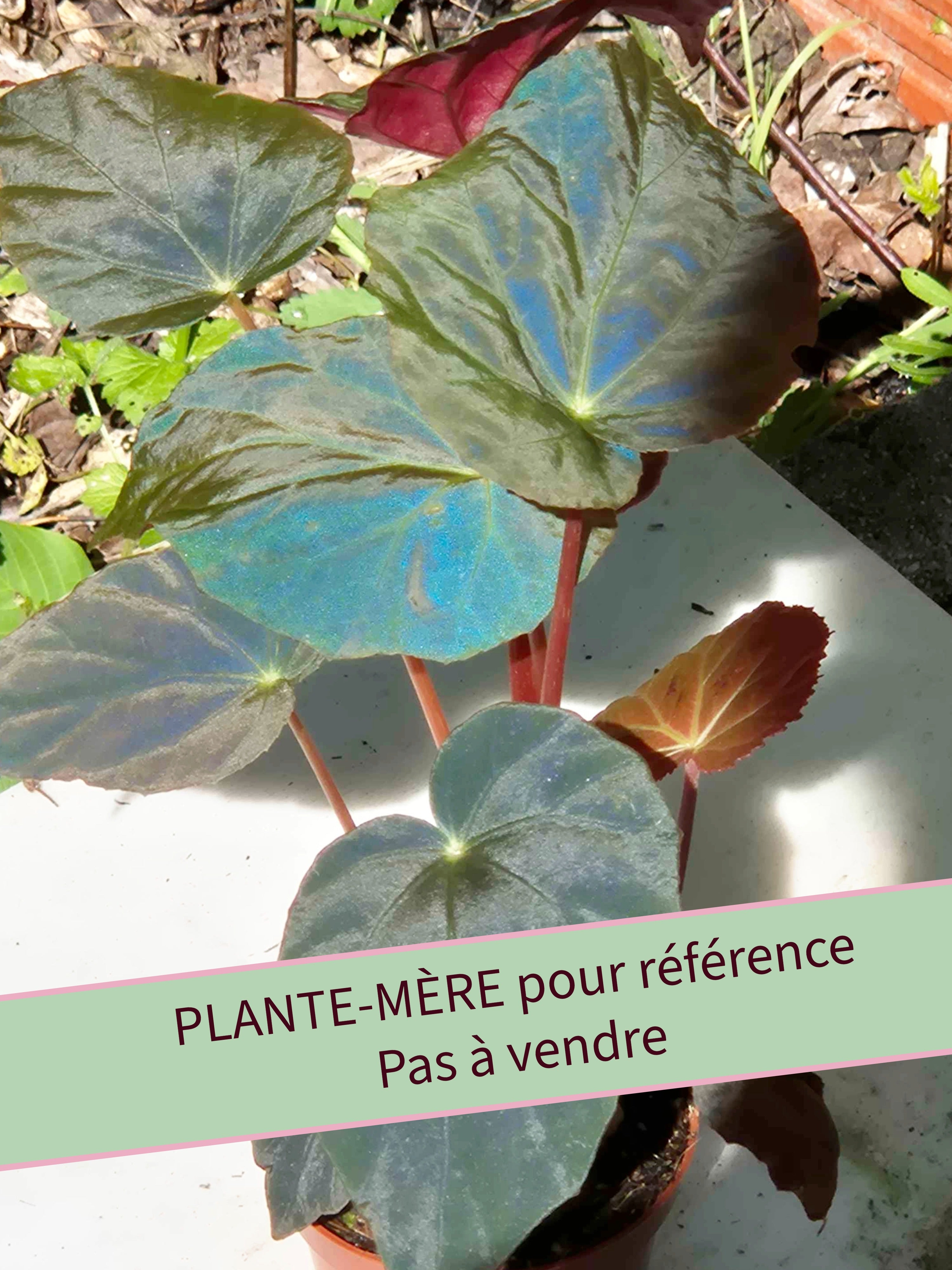 Begonia pavonina - Petite Taille