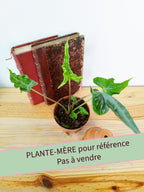 Alocasia 'Teletubbies'