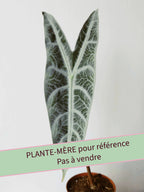 Alocasia longiloba Silver