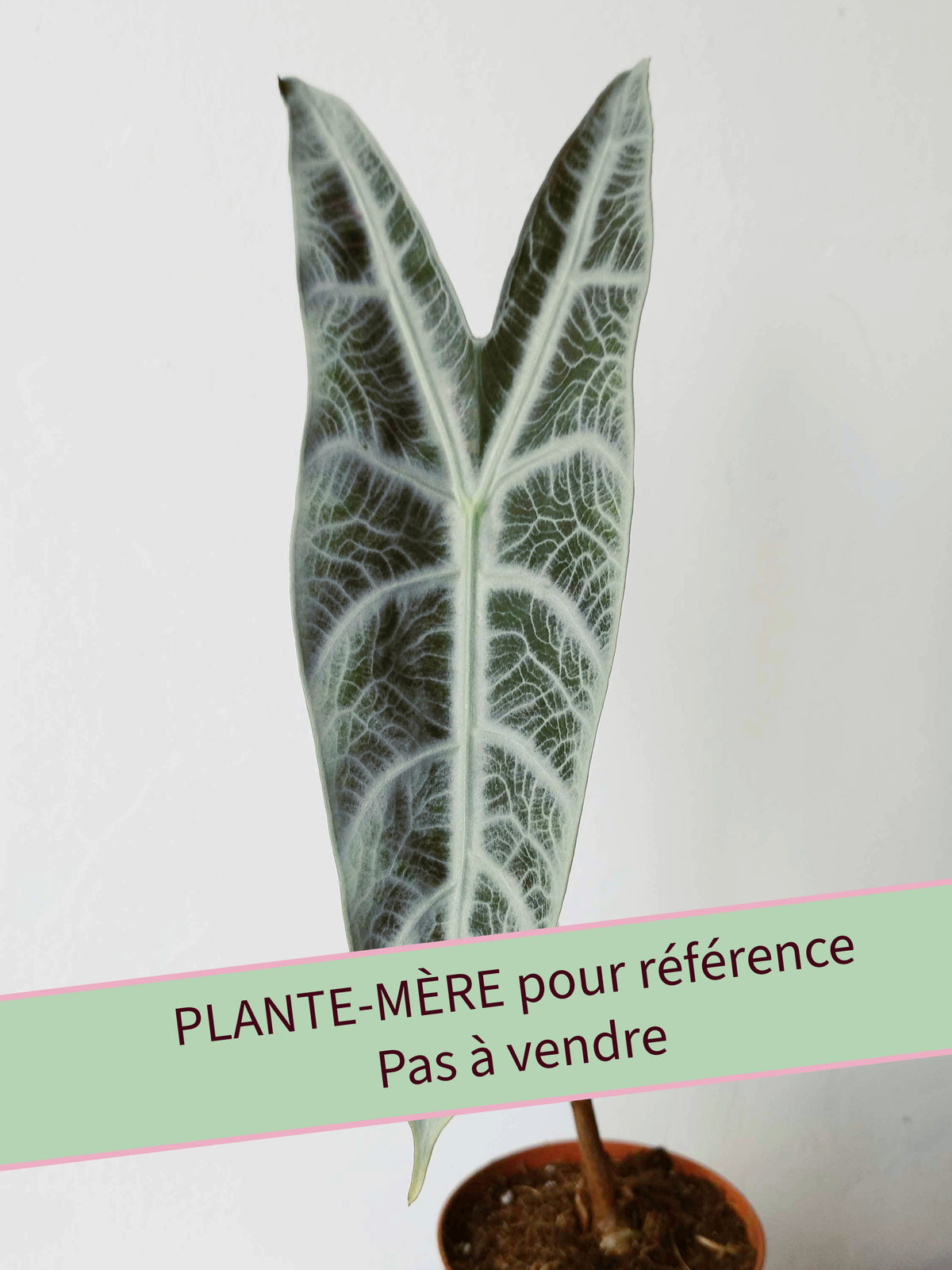 Alocasia longiloba Silver