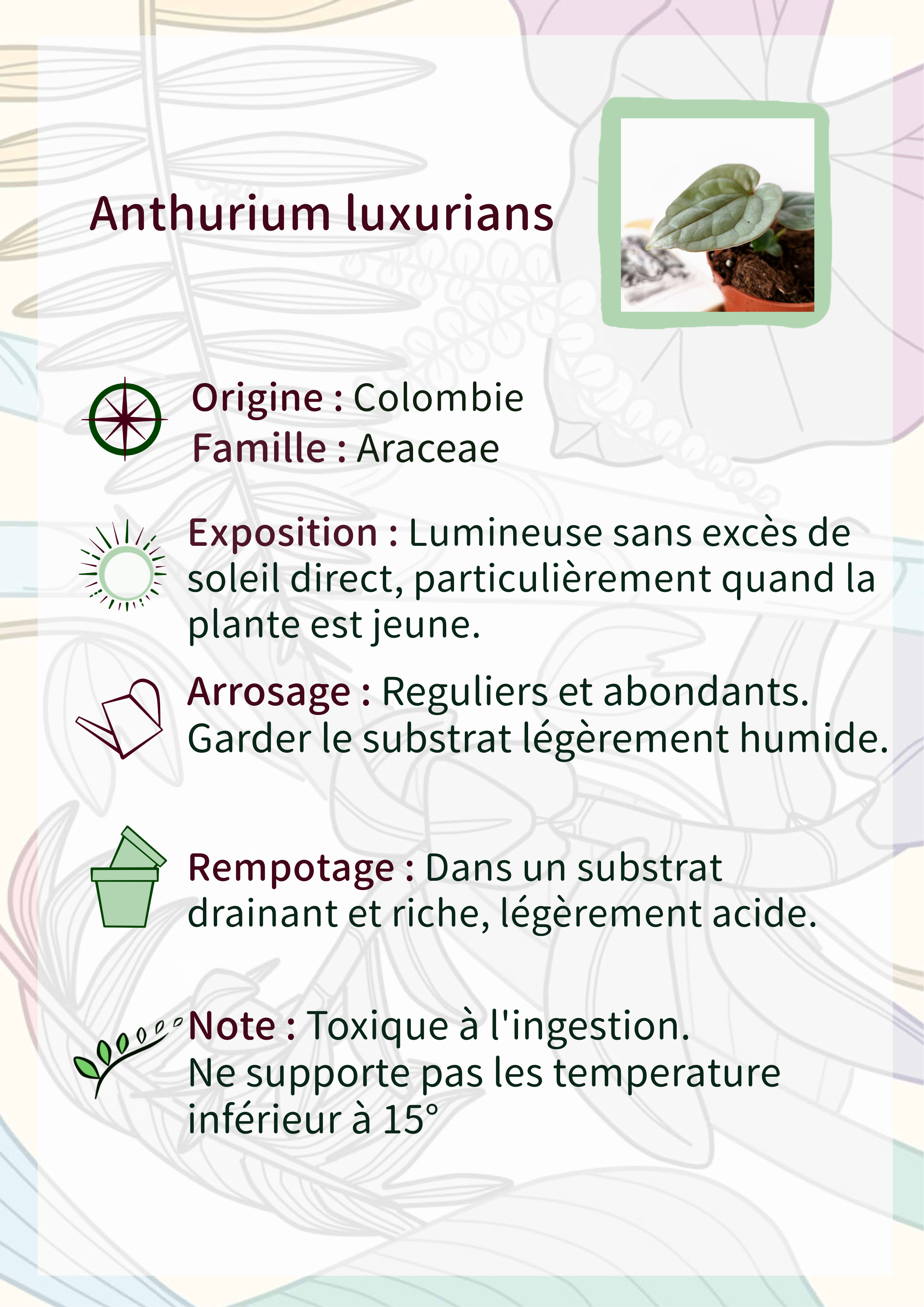 Anthurium luxurians
