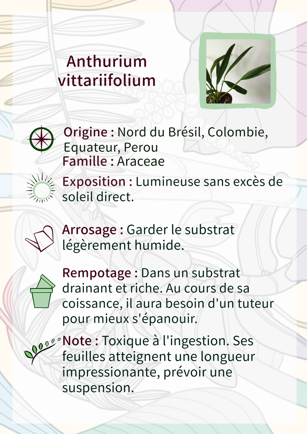 Anthurium vittariifolium