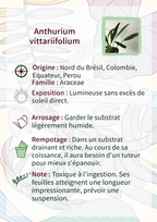 Anthurium vittariifolium