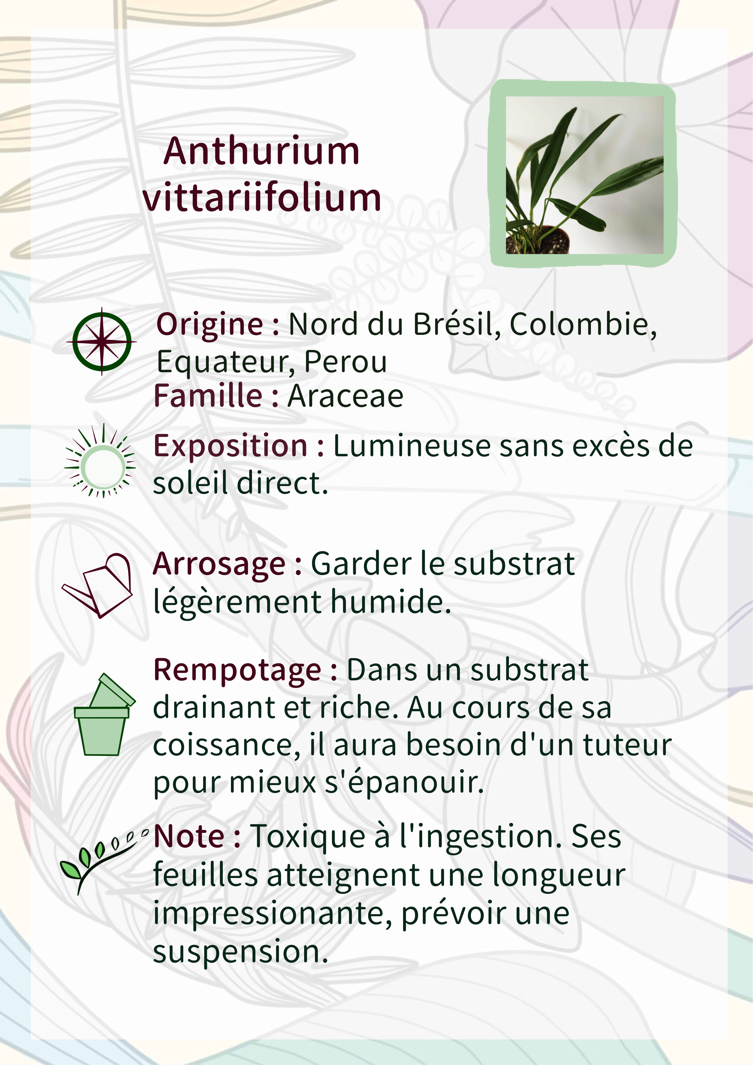 Anthurium vittariifolium