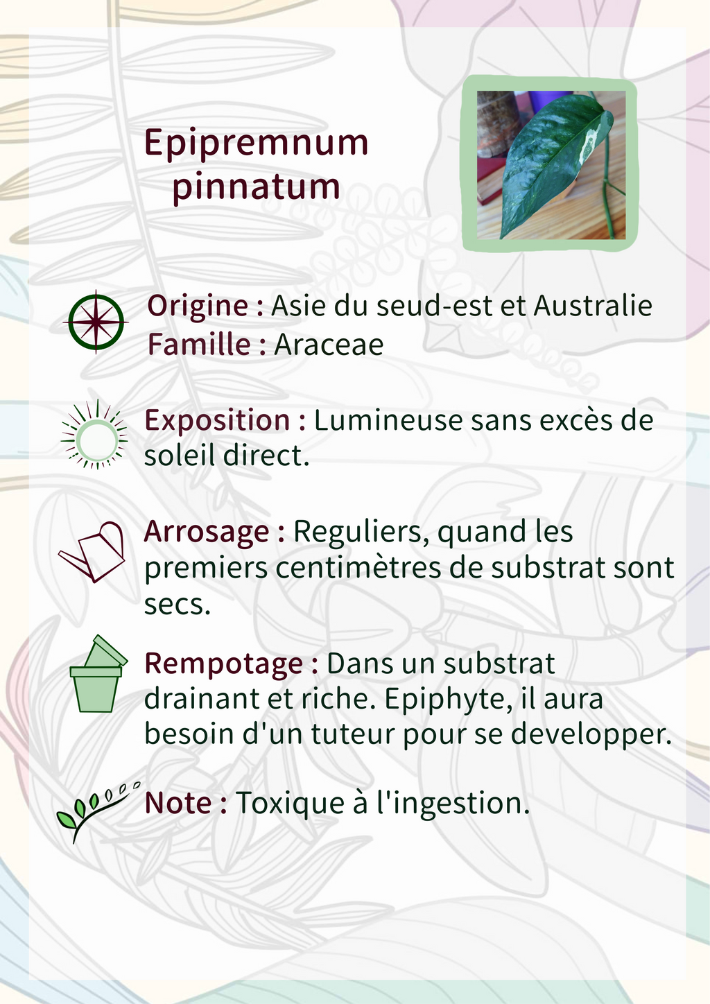 Epipremnum pinnatum Mint