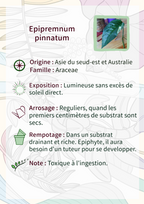 Epipremnum pinnatum Mint