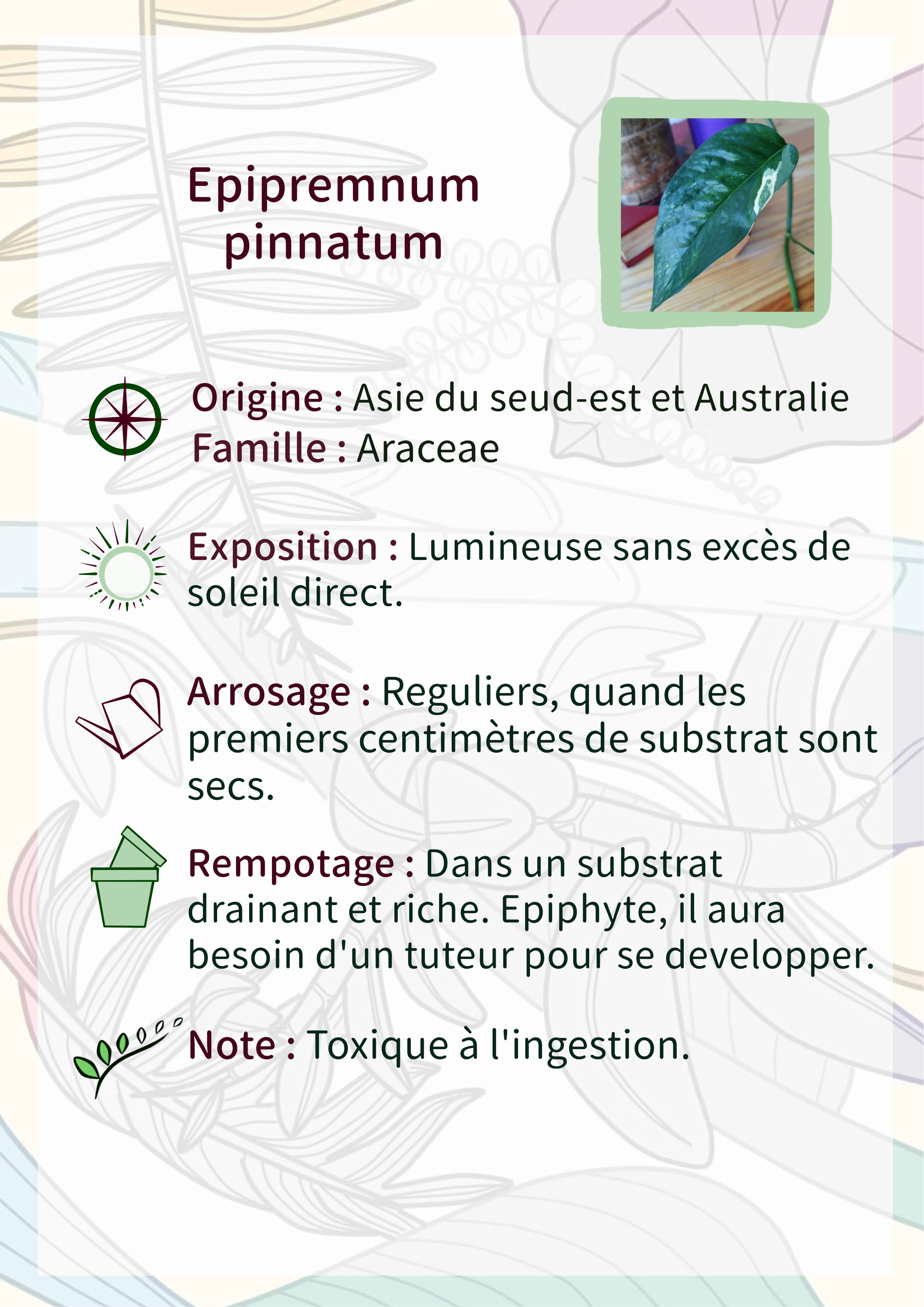 Epipremnum pinnatum Mint