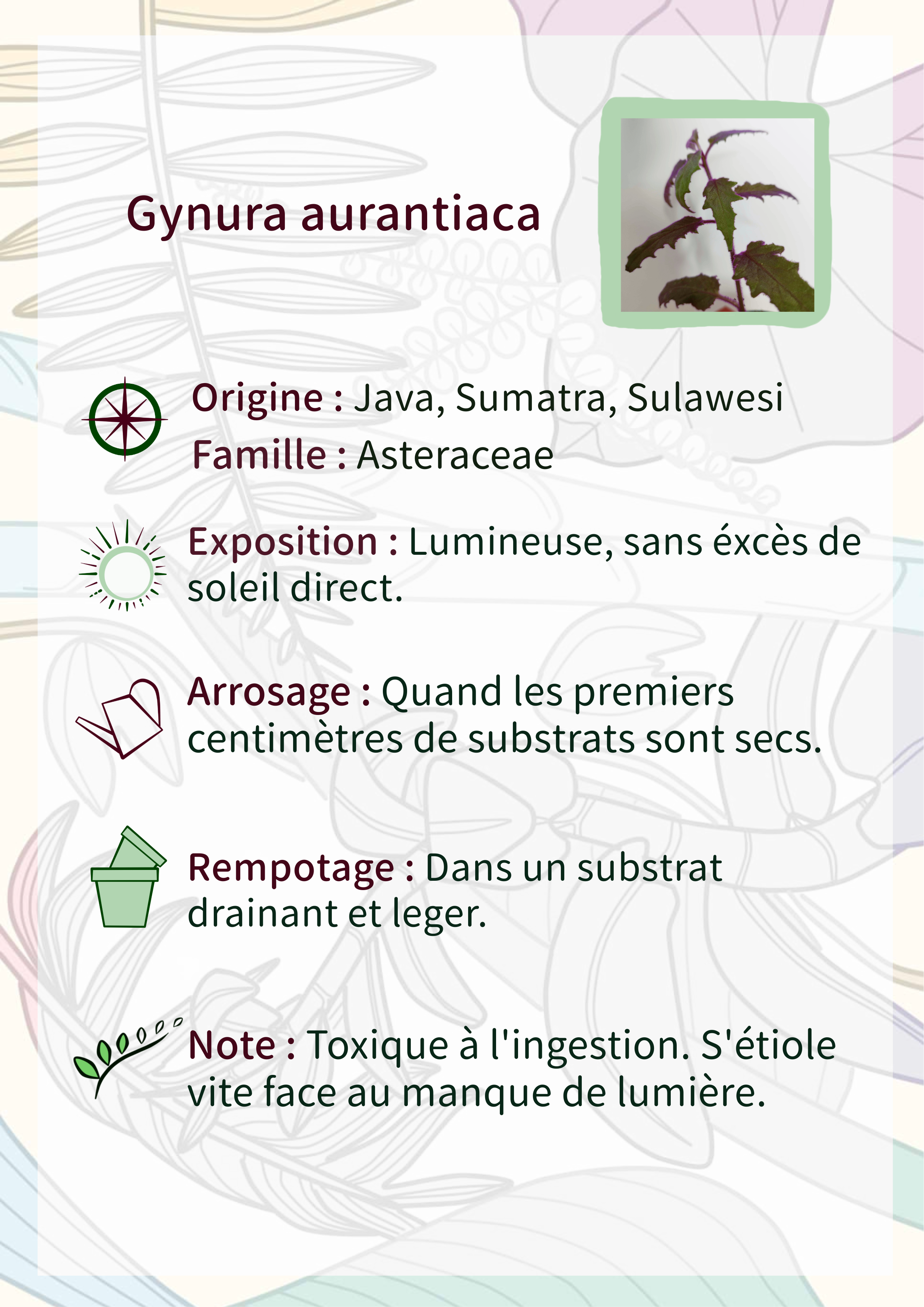 Gynura aurantiaca