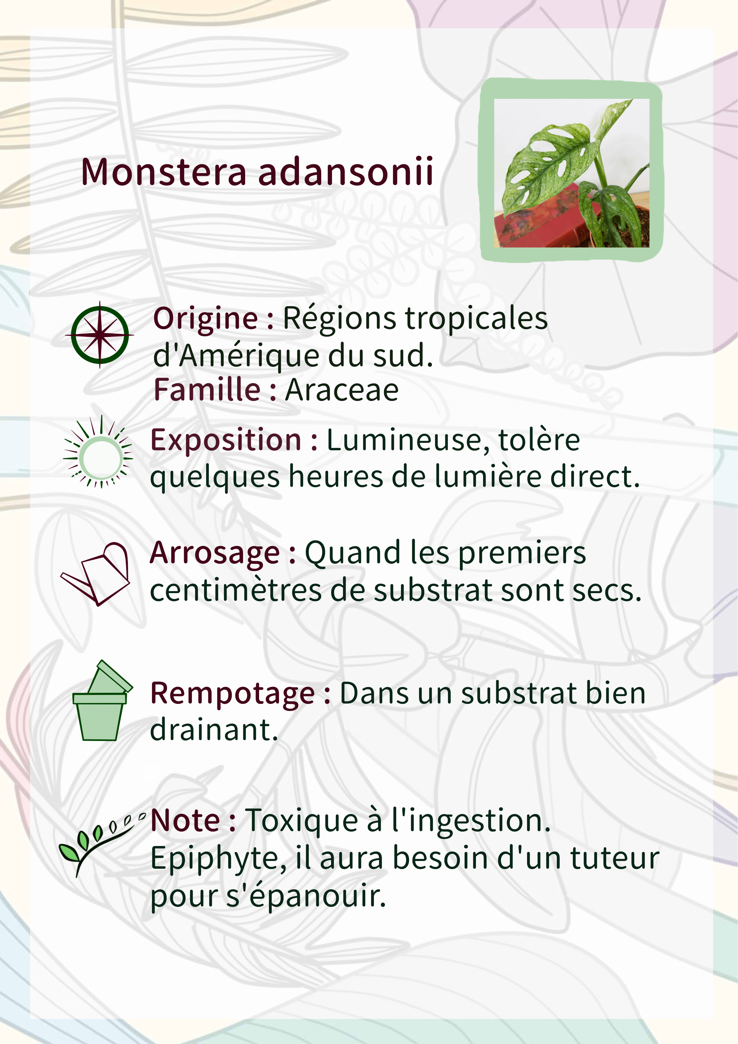 Monstera adansonii