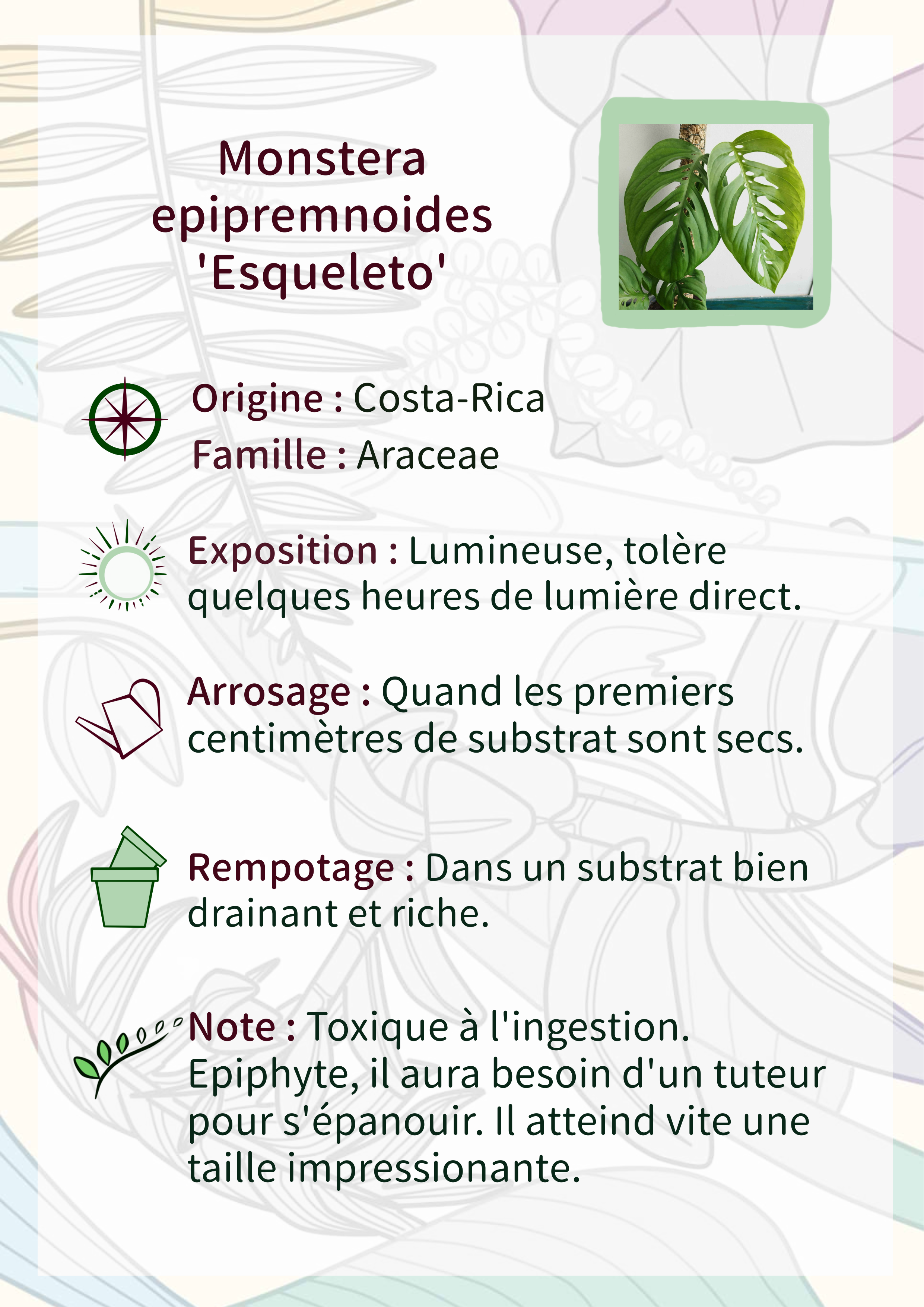 Monstera epipremnoides 'Esqueleto'