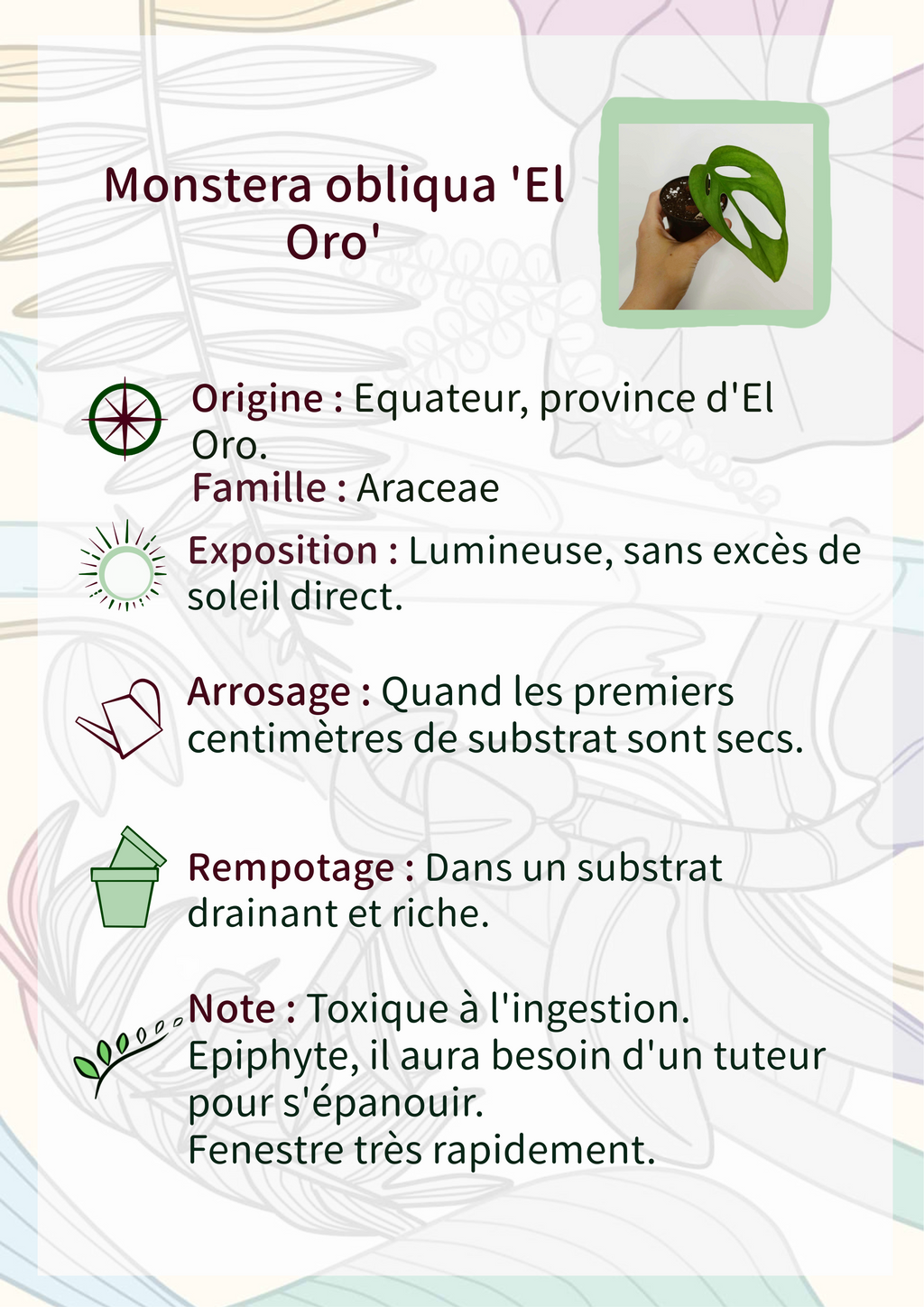 Monstera obliqua 'El Oro'