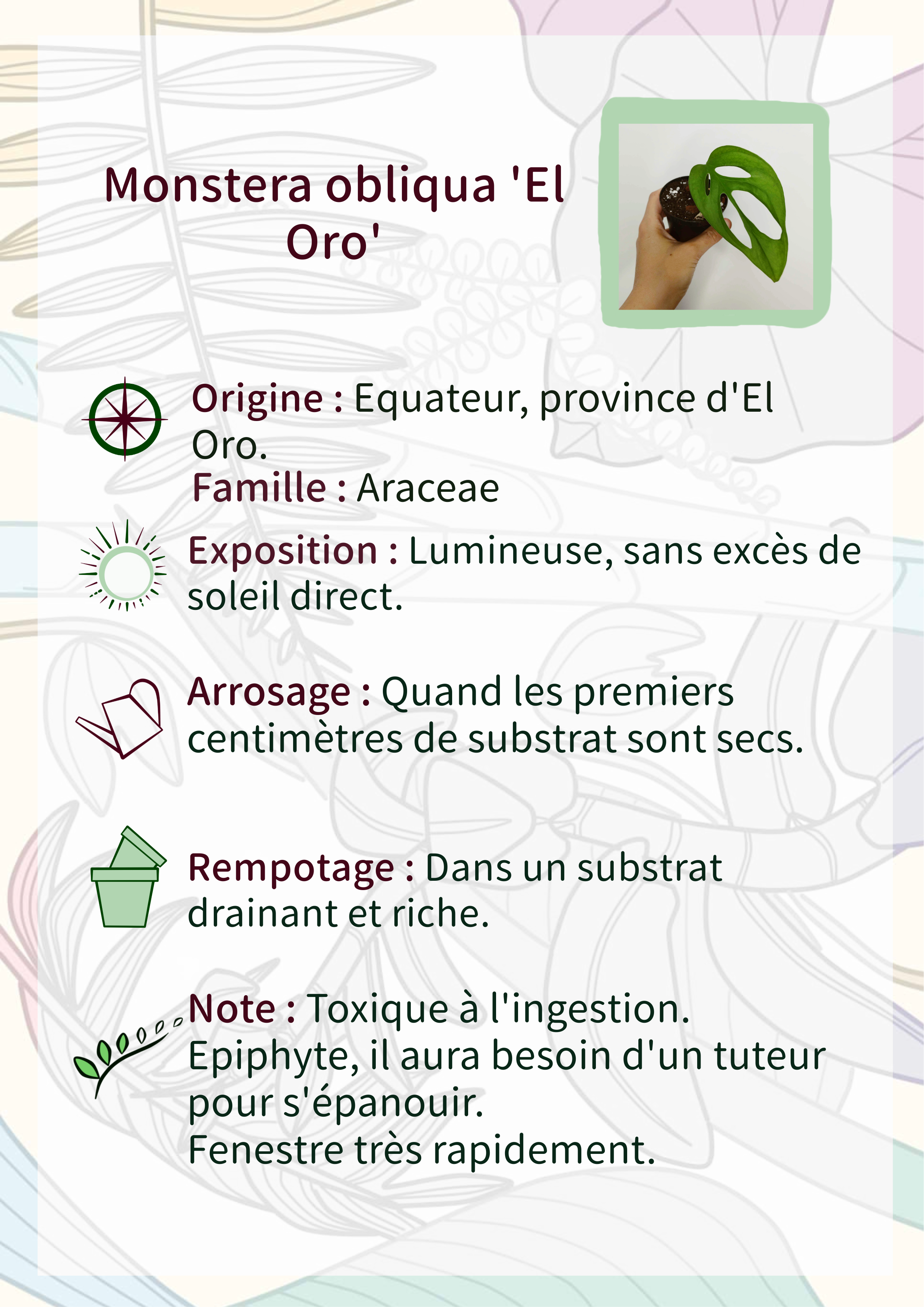Monstera obliqua 'El Oro'