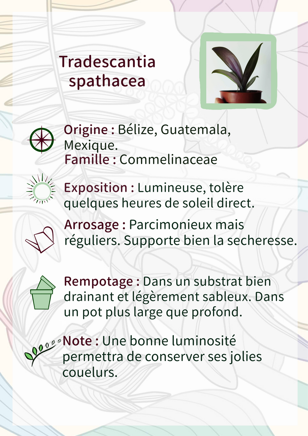 Tradescantia spathacea