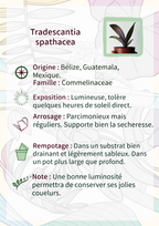 Tradescantia spathacea