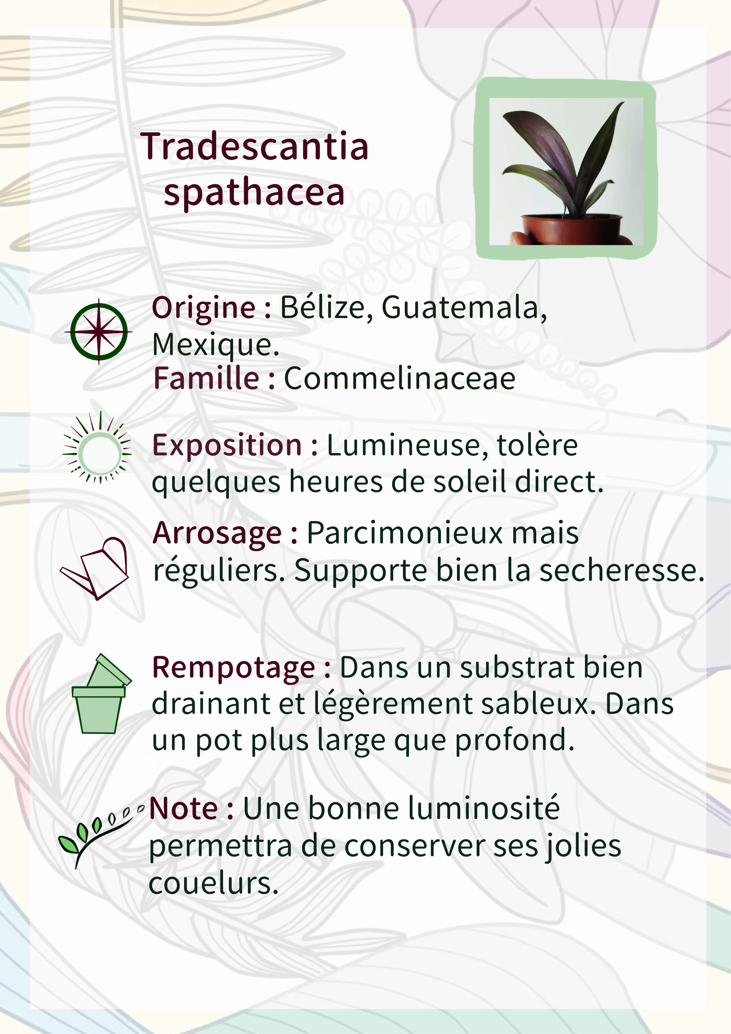 Tradescantia spathacea