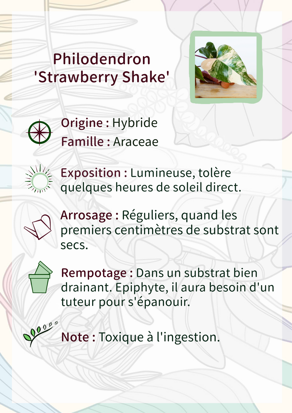 Philodendron 'Strawberry Shake'