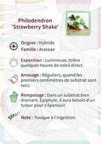 Philodendron 'Strawberry Shake'