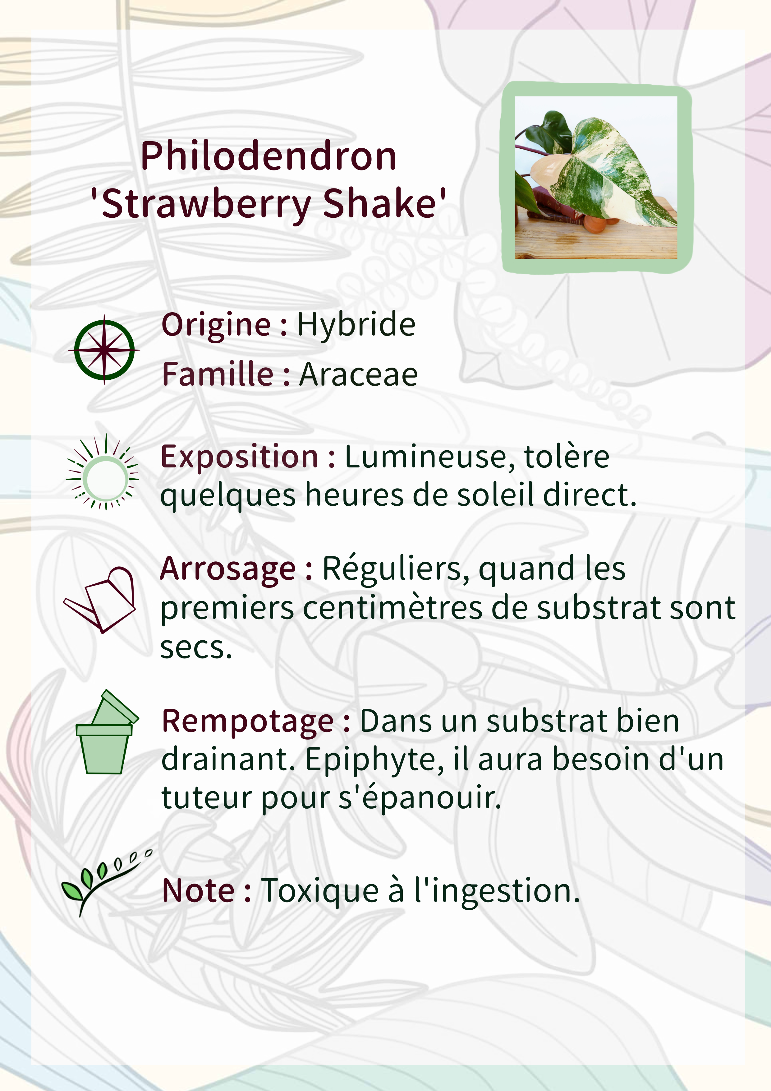 Philodendron 'Strawberry Shake'