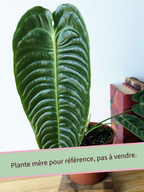 Anthurium veitchii Narrow