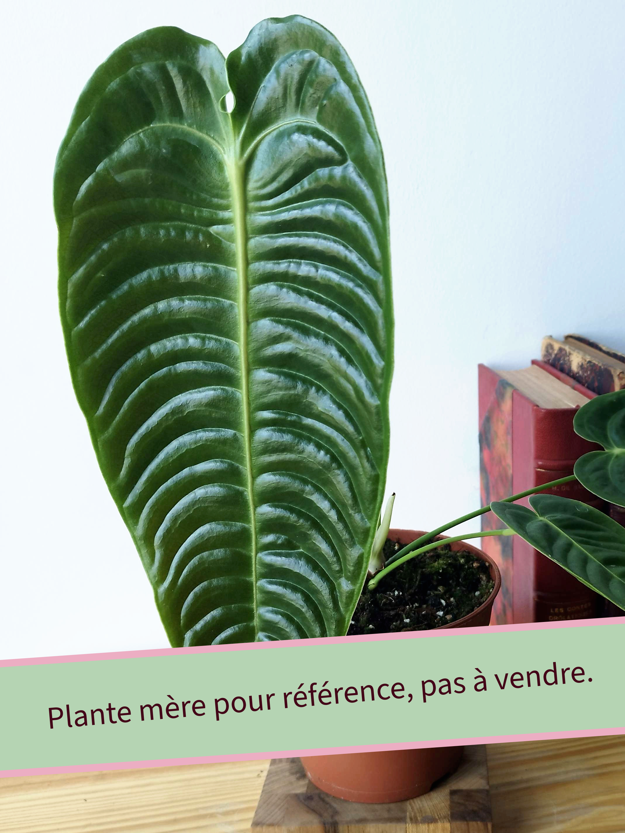 Anthurium veitchii Narrow
