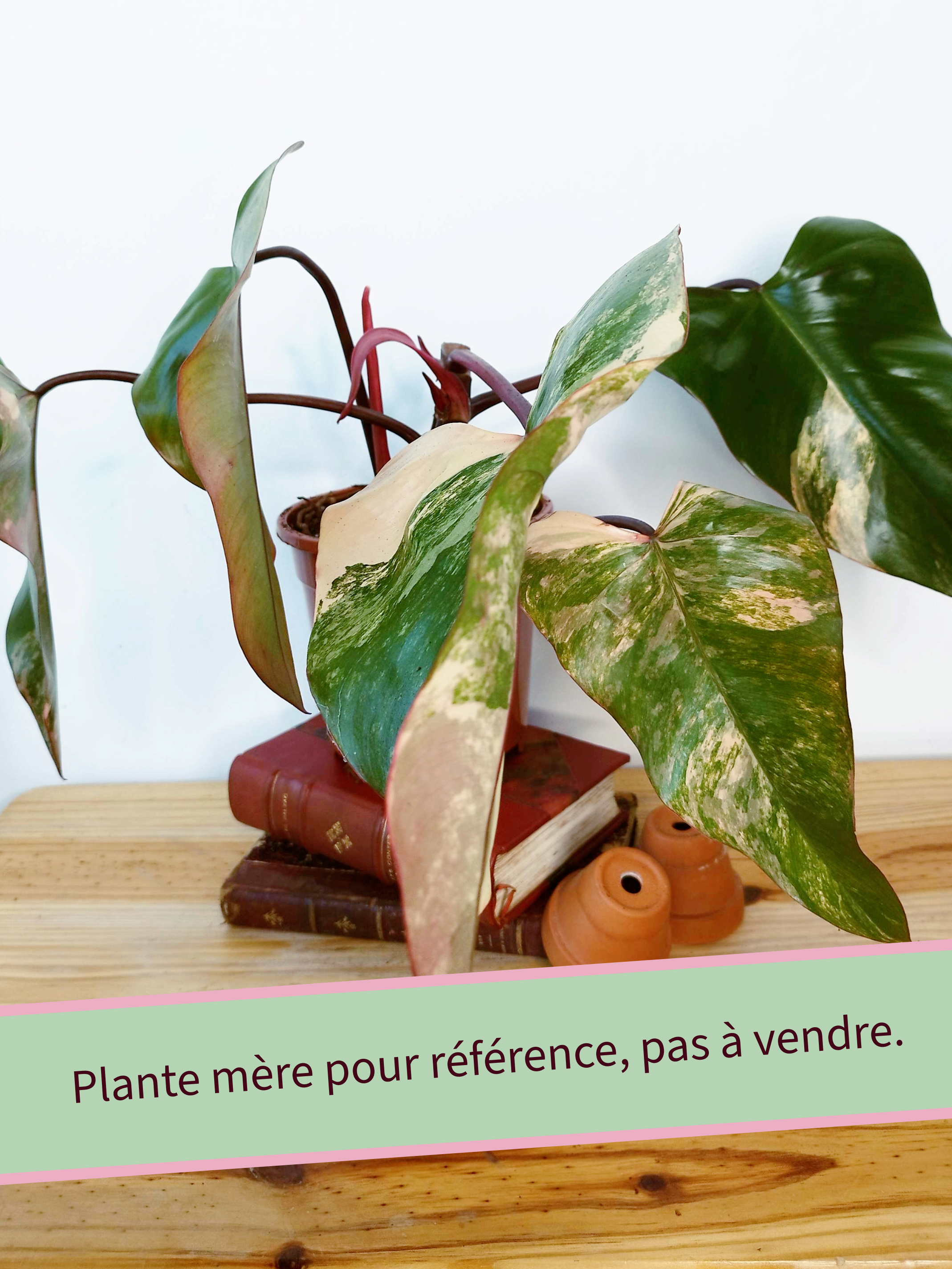 Philodendron 'Strawberry Shake' - IMPARFAITE
