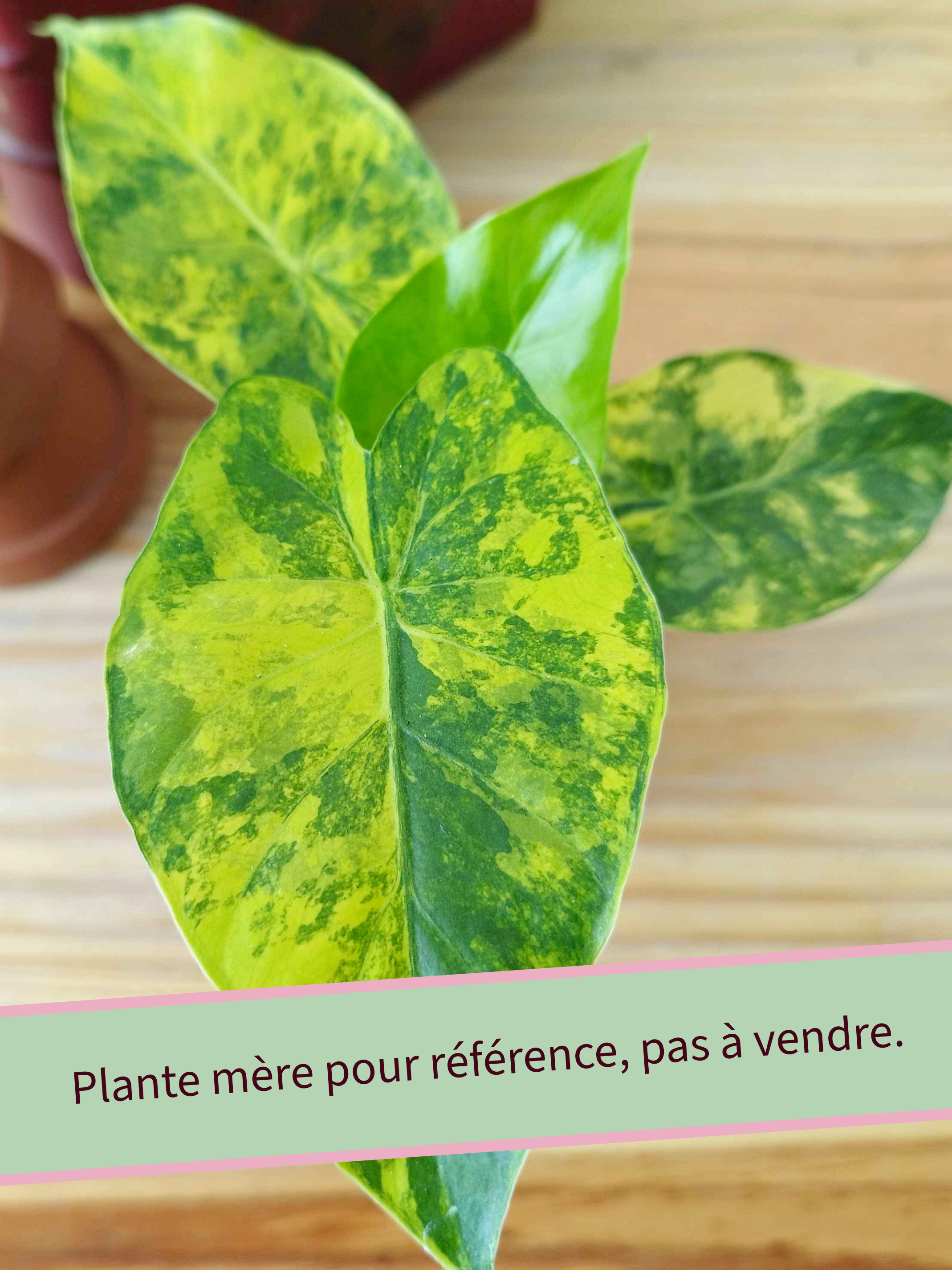 Alocasia macrorrhizos 'Aurea Variegata'
