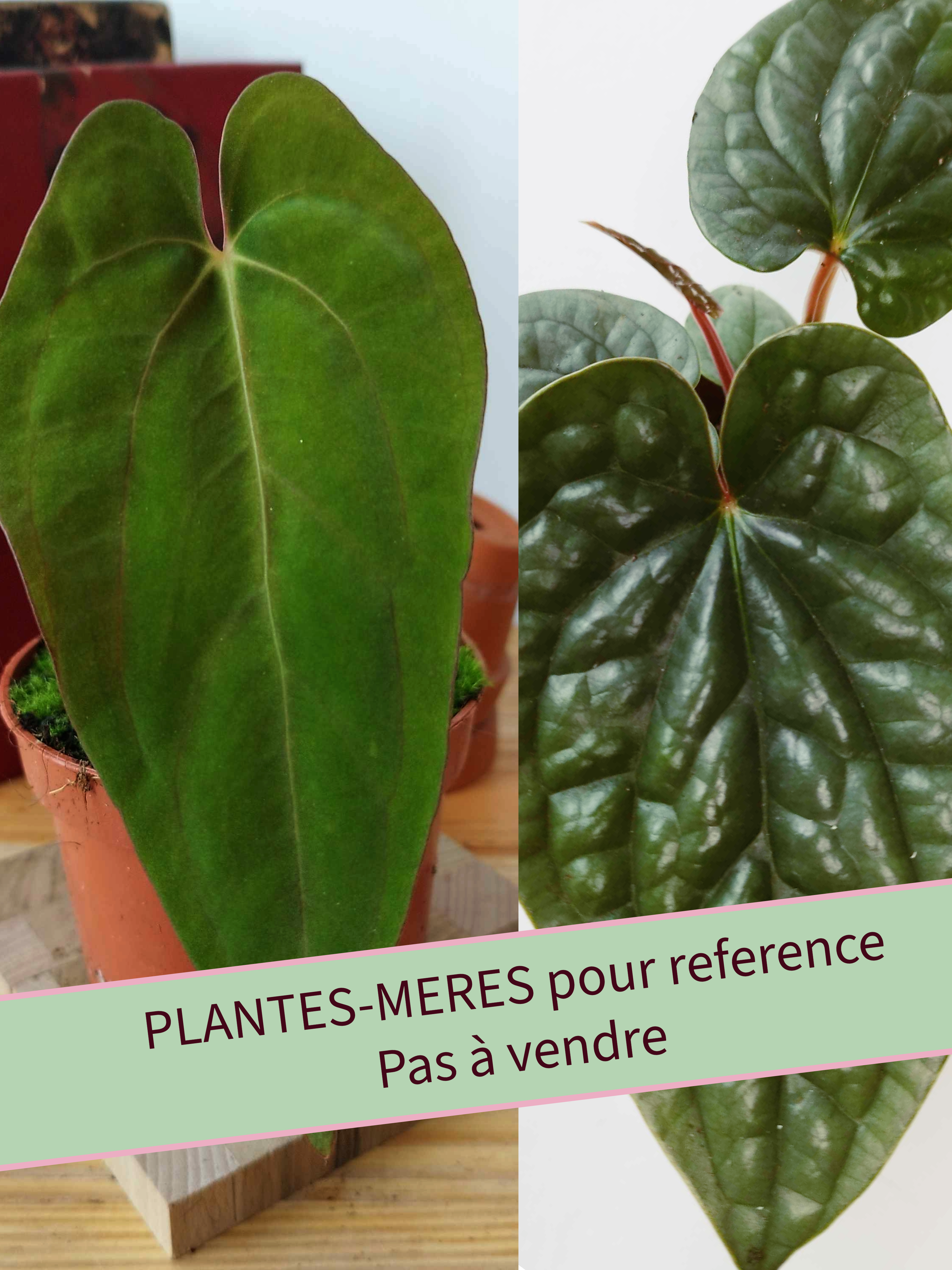 Anthurium papillilaminum x luxurians