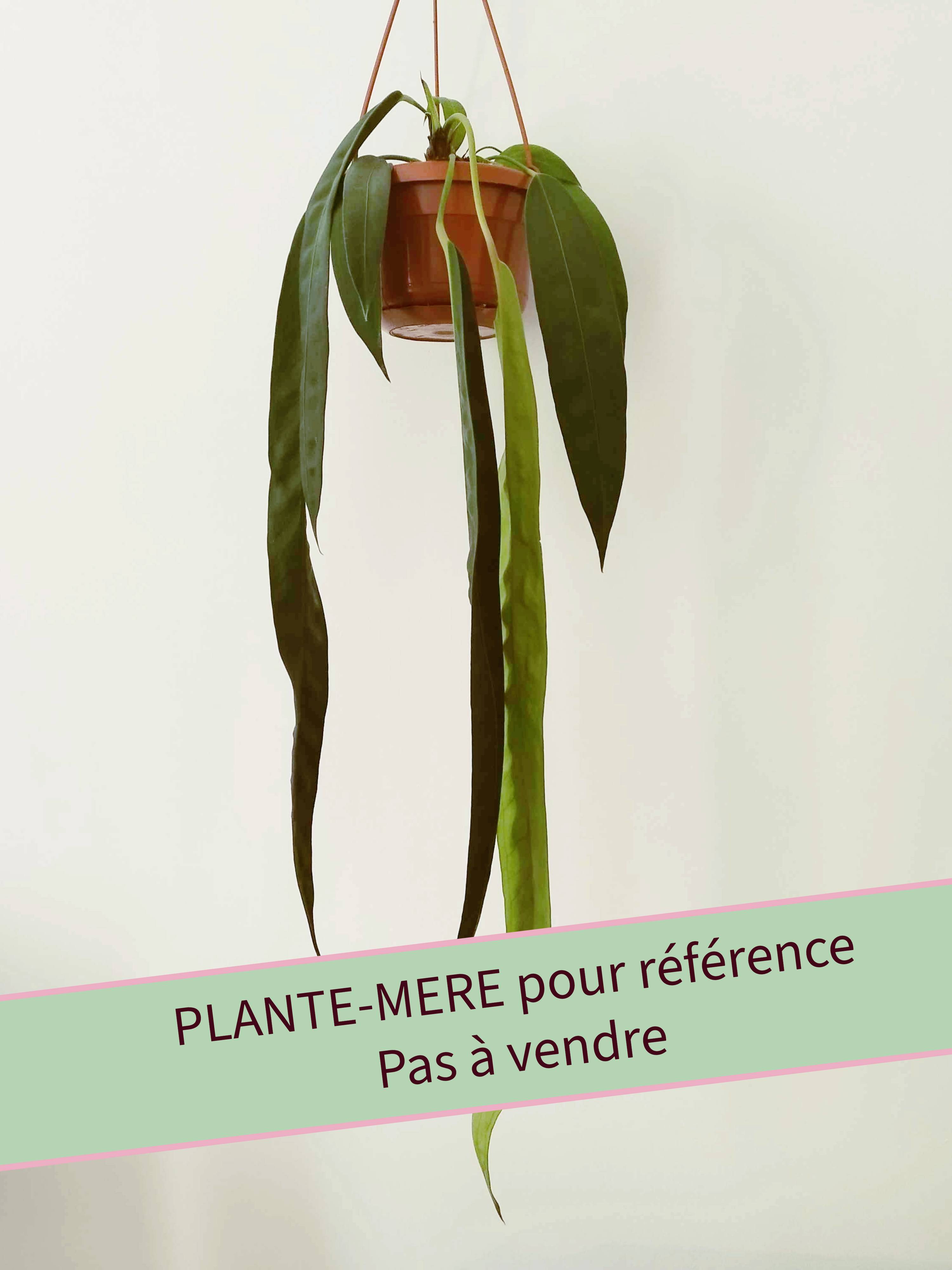 Anthurium wendlingeri