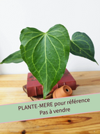 Anthurium 'Delta Force'