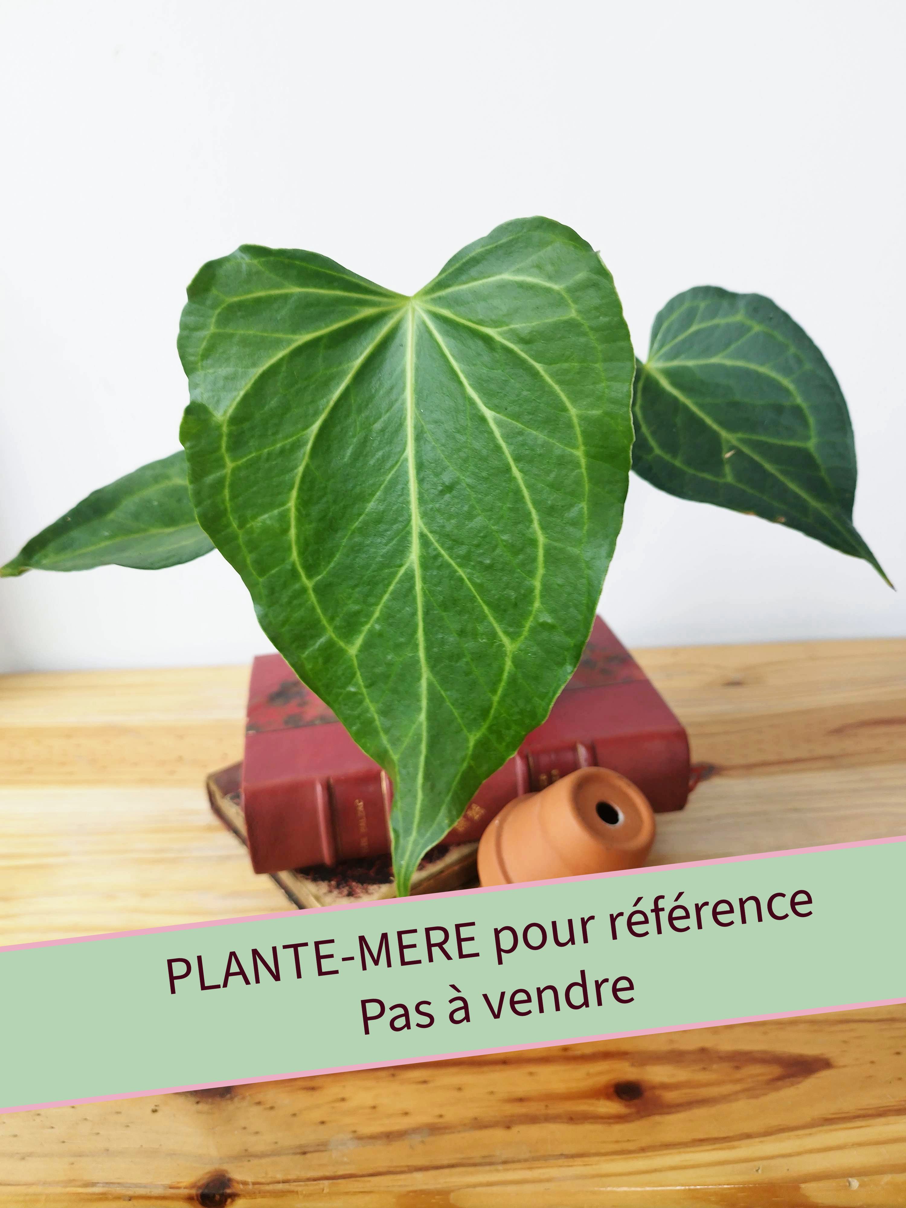 Anthurium 'Delta Force'