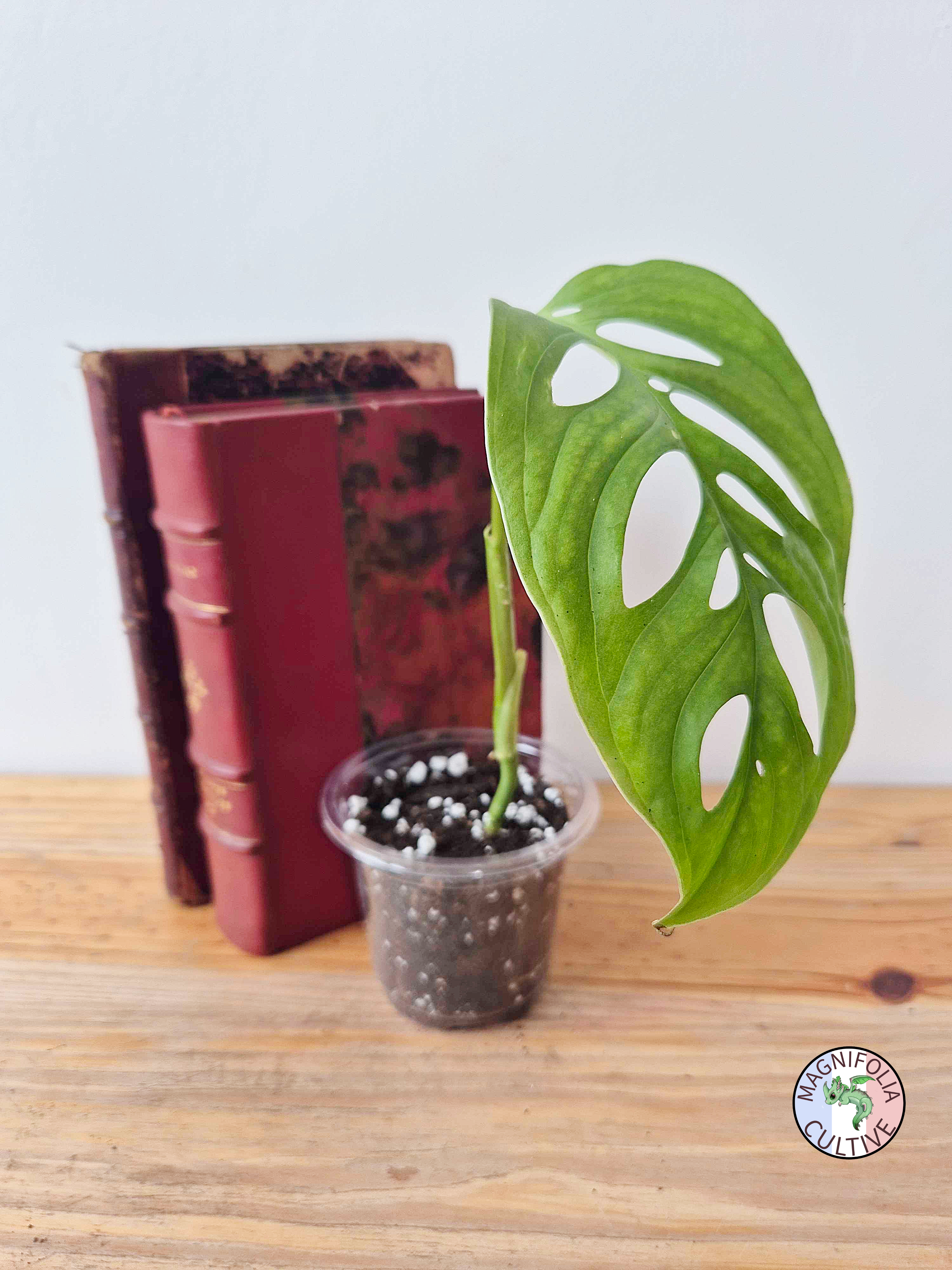 Monstera 'Esqueleto'