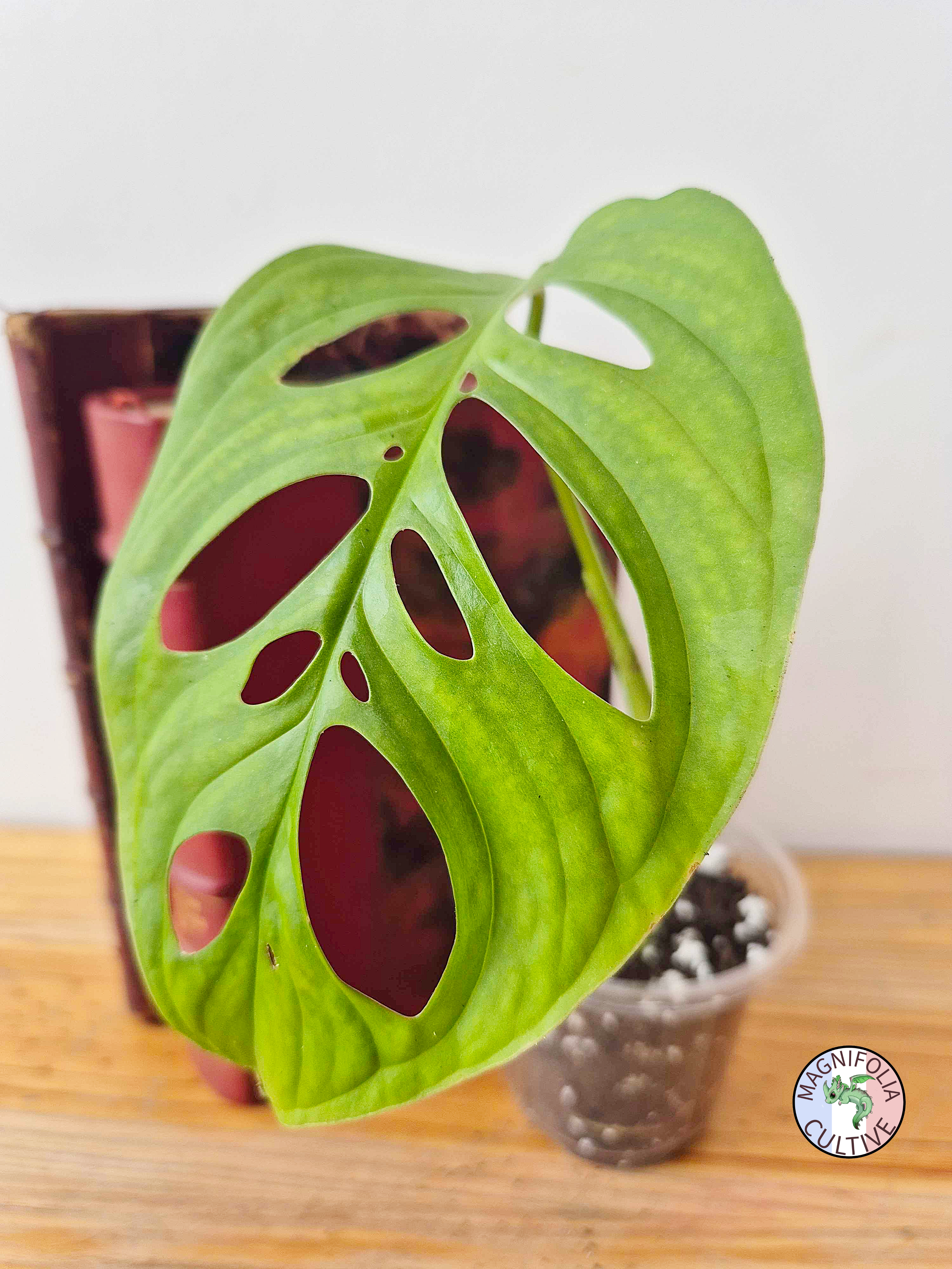 Monstera 'Esqueleto'