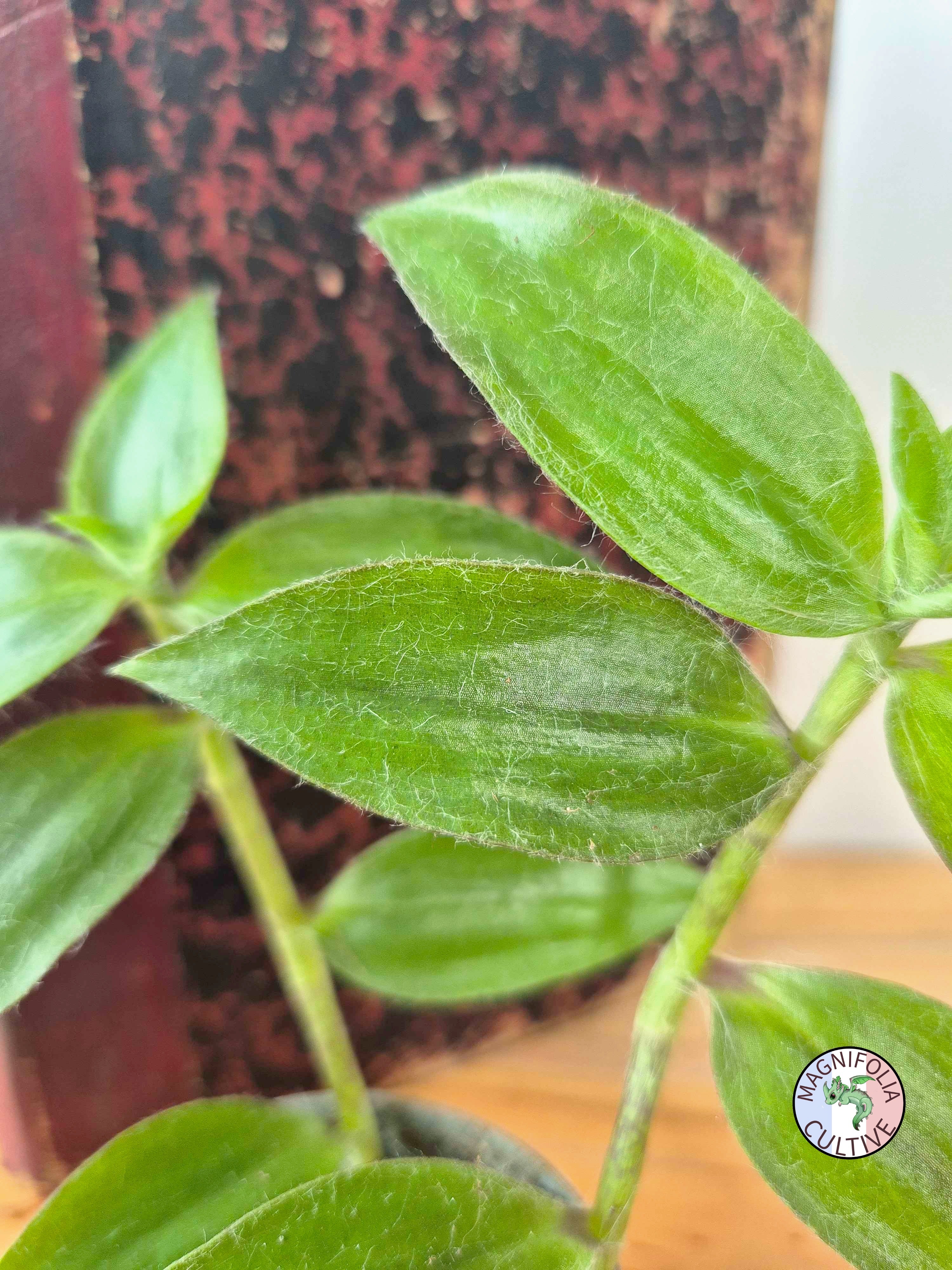 Tradescantia zebrina var. flocculosa