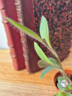 Tradescantia pallida 'Purple Pixie'