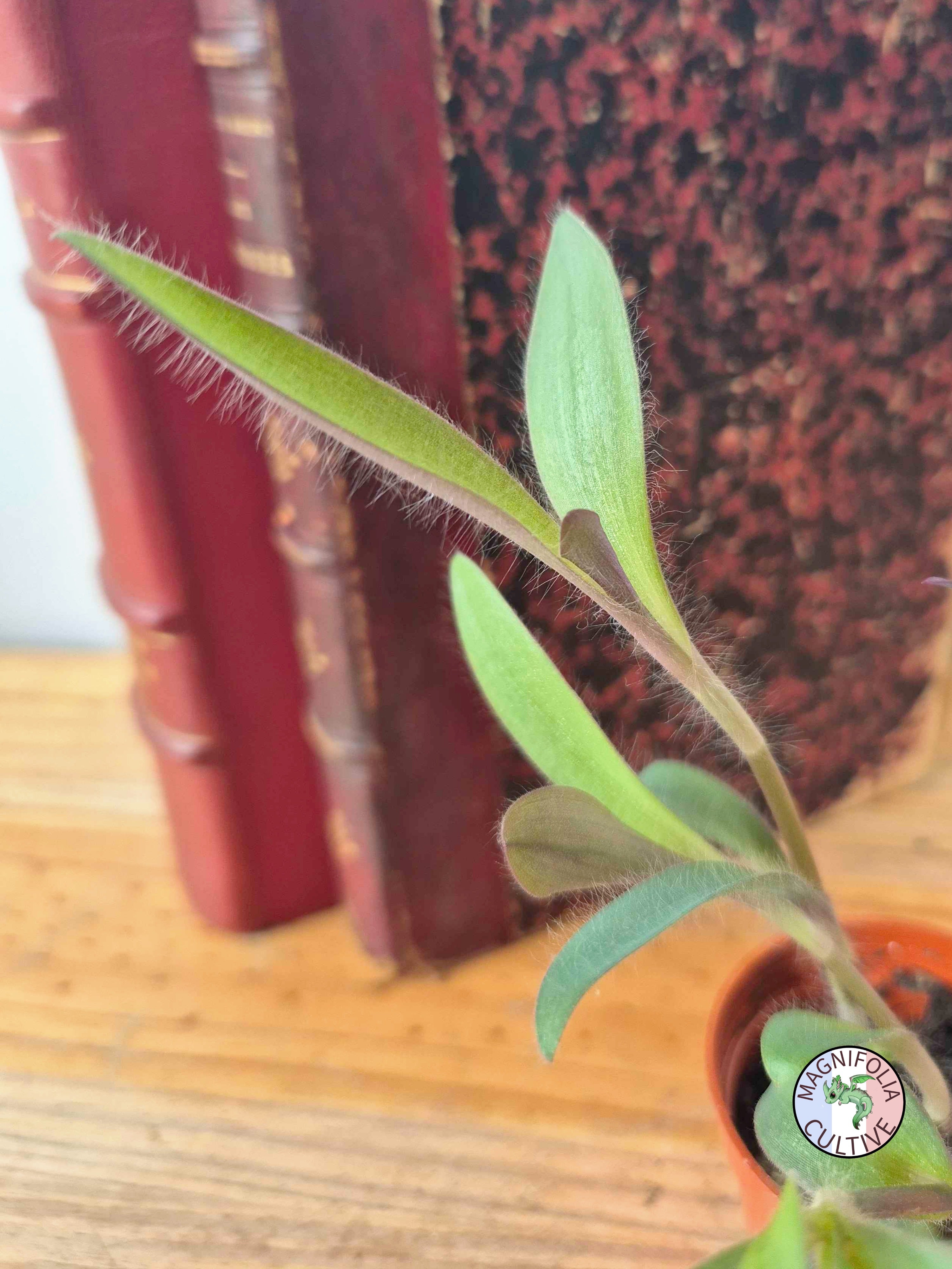 Tradescantia pallida 'Purple Pixie'