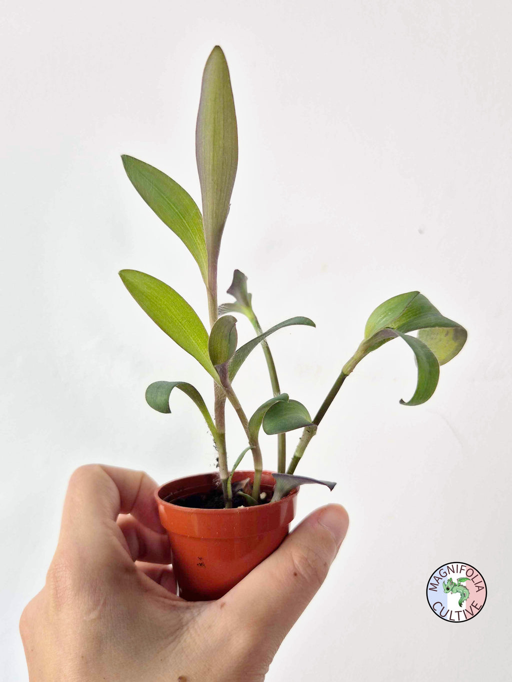 Tradescantia pallida 'Purple Pixie'