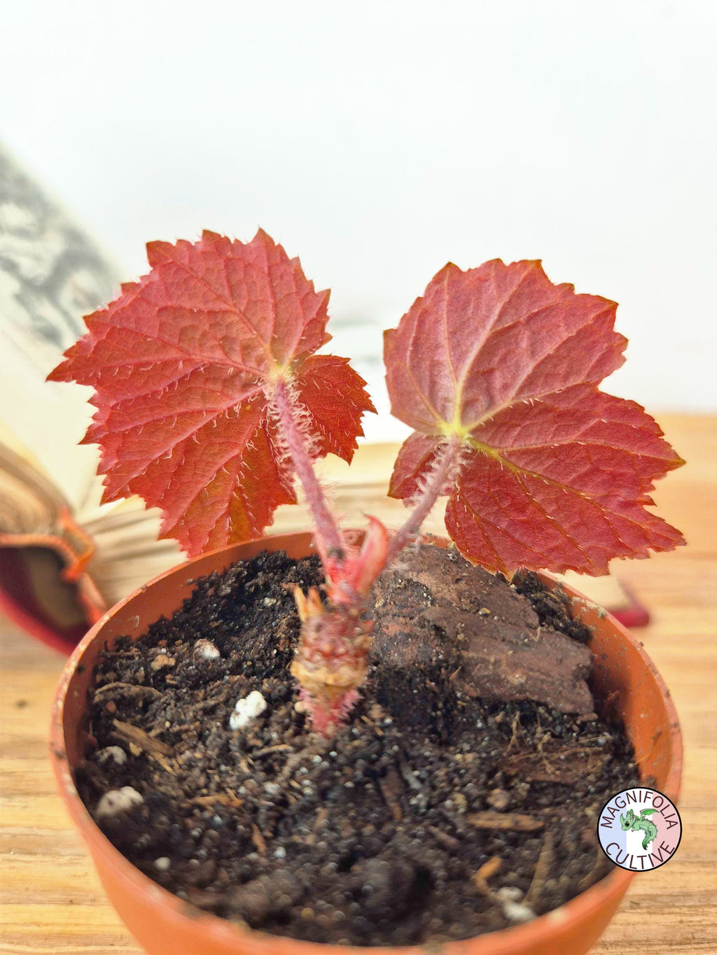 Begonia 'Taconite'