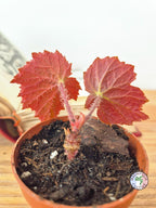 Begonia 'Taconite'