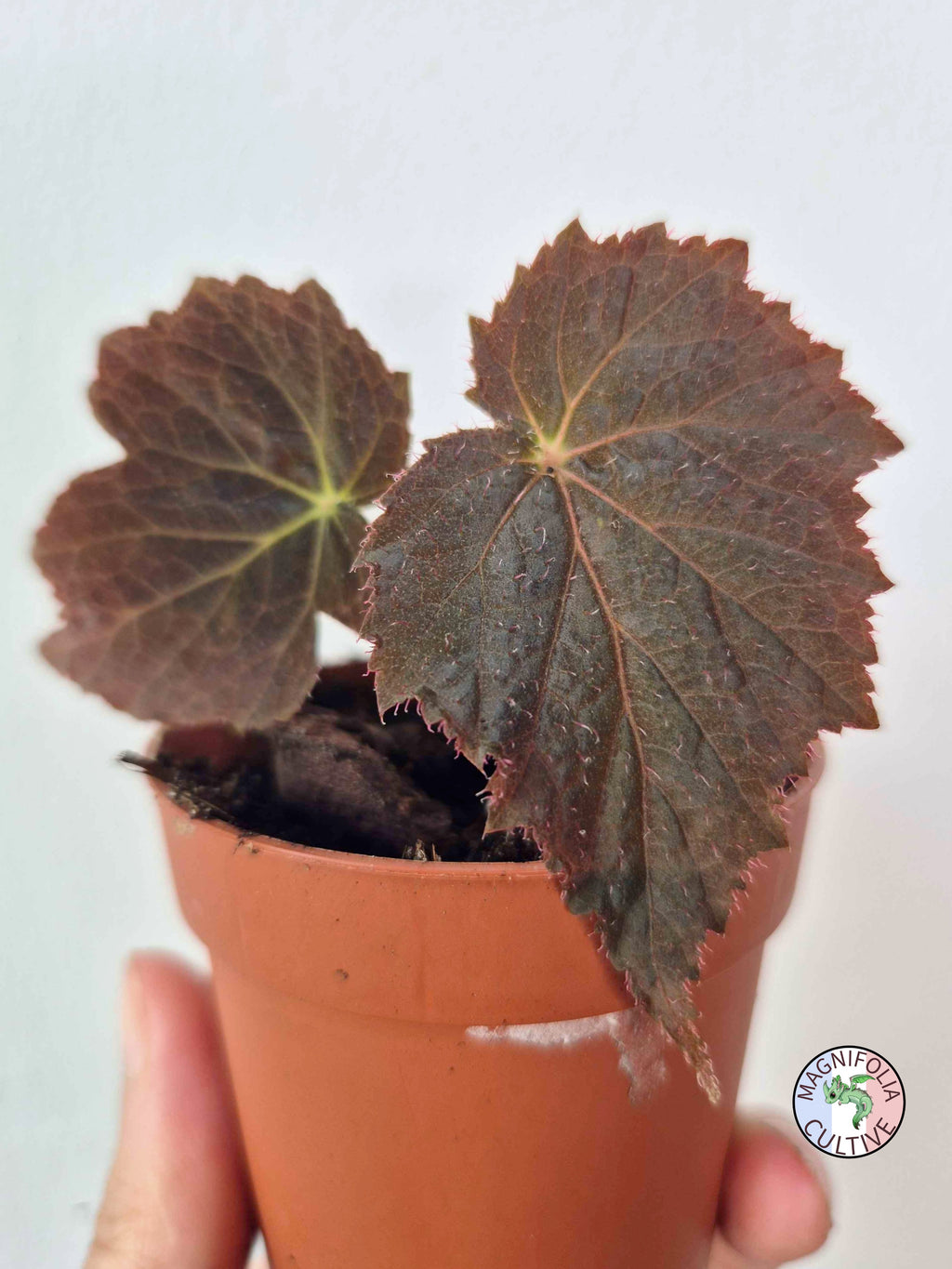 Begonia 'Taconite'