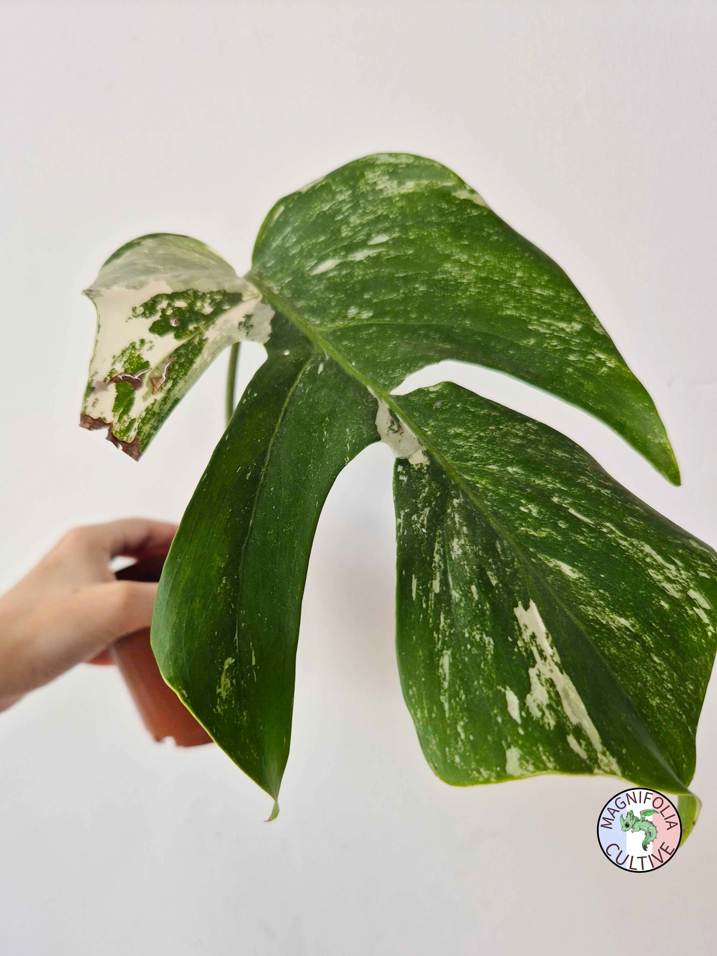 Monstera deliciosa Variegata