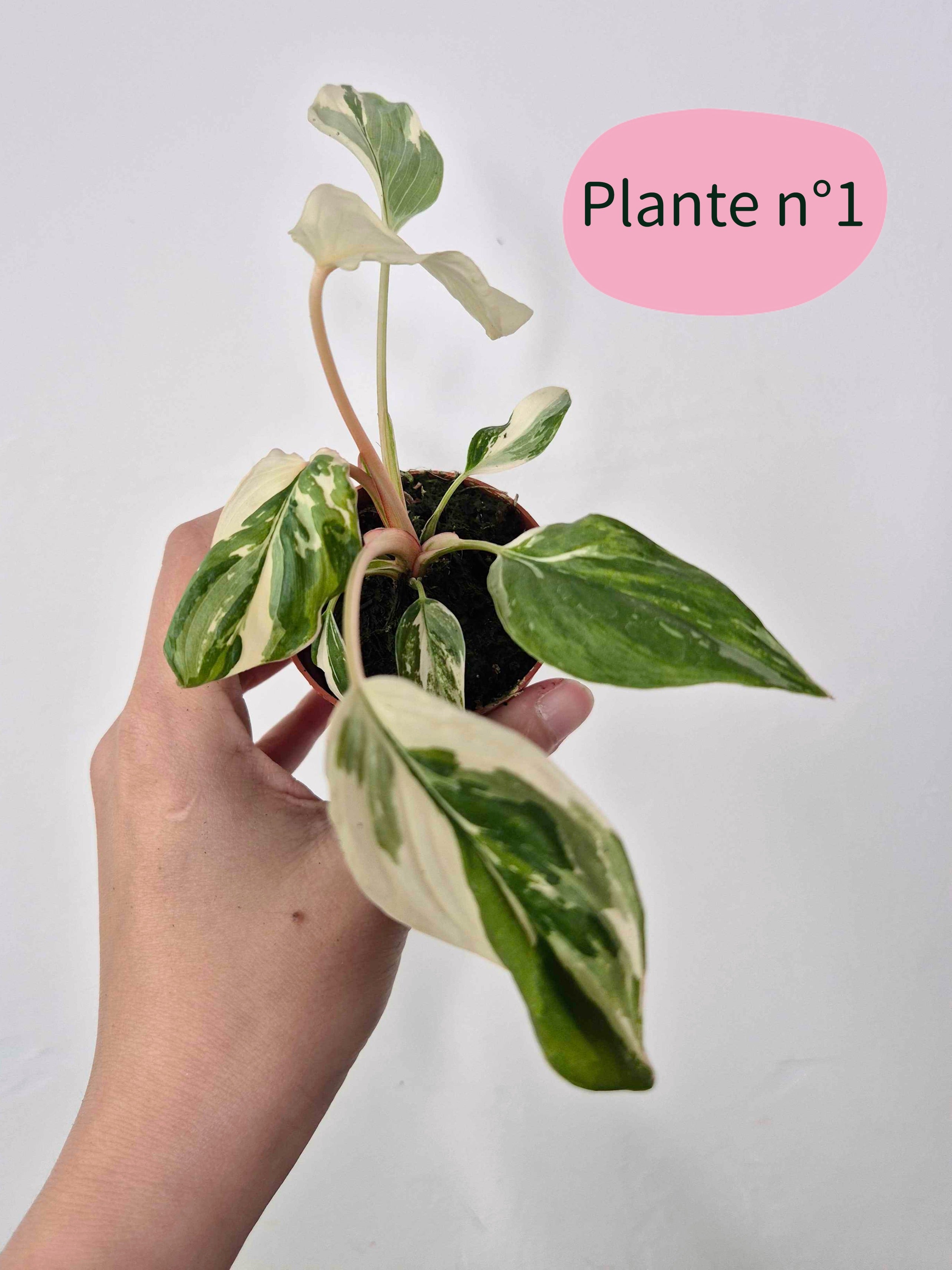 Homalomena rubescens 'Variegata'