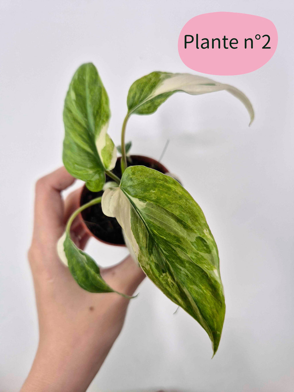 Homalomena rubescens 'Variegata'