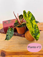 Philodendron billietiae 'Variegata'